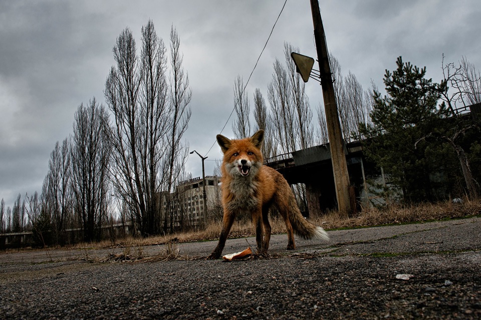 Радиоактивная лиса в Припяти. Из-за отсутствия людей животные в городе чувствуют себя в естественной среде обитания. Помимо лис в Припяти можно встретить кабанов, медведей и волков.