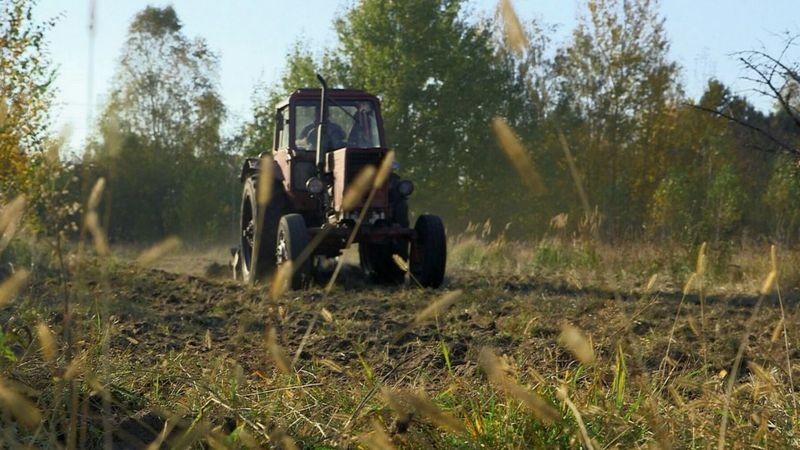 Команда британських і українських вирощує сільськогосподарські культури в зоні відчуження, щоби з'ясувати, чи безпечні вони для споживання