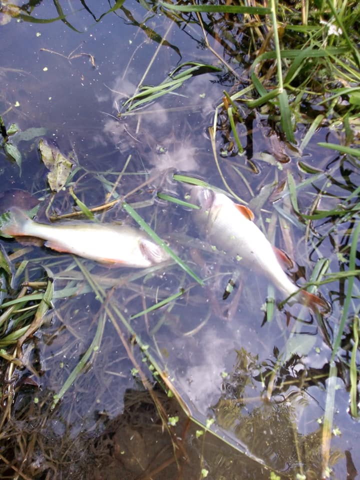 Дохла риба у Стиру після скиду води з очисних споруд Луцькводоканалу
