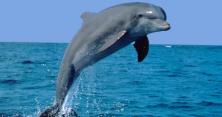 Зниклих на Вінниччині дельфінів знайшли у Трускавці (відео)