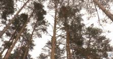 На Сумщині ліс на межі знищення через масову вирубку хвойних дерев (відео)