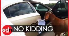 У США коза в поліцейському автомобілі з'їла документи (відео)