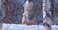 Румунські вовки відкрили полювання на українських собак у Ворохті (відео)