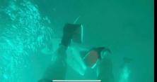 Дайвер ногами відбився від акули, яка напала на нього (відео) 