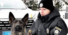 У Чернівцях перша поліцейська-кінолог тренує німецьку вівчарку Раду (відео)