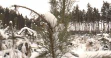 На Сумщині охоронці намагаються врятувати ліс від знищення (відео)