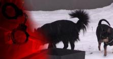 У Вінниці пес зі сказом порвав на шматки маленьку дівчинку (відео)