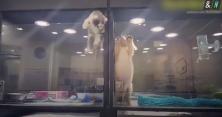 Як кошеня ходив у гості до щеняти в зоомагазині