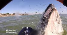 Каліфорнійський серфер зіткнулася з китом (відео)