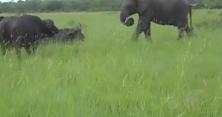 В Індії слон влаштував розбірки з буйволом (відео) 