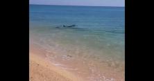 З'явилося відео, як дельфіни грають біля берега в Азовському морі