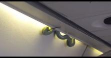 В салон літака проникла змія і повисла на багажному відсіку (відео)