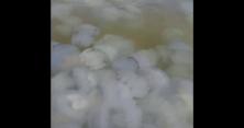 На курорті в Бердянську утворився медузний острів (відео) 