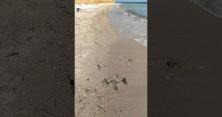 У Чорному морі нашестя медуз, вода перетворилася на "кашу" (відео)