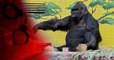 У єдиної в Україні горили, яка живе у київському зоопарку, виявили хронічну хворобу (відео)