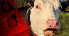 На Прикарпатті почастішали ДТП з коровами: тварини вмирають, підприємці не приймають їх на м’ясо (відео)