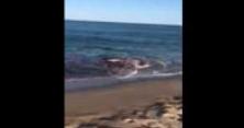 Величезна акула вкусила морську свиню: вода миттєво пофарбувалась у червоний колір (відео)