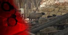 Побили охоронця та підпалили ферму: на Вінниччині у полум'ї живцем згоріли десятки птахів (відео)