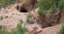 Нашестя лисиць на Житомирщині: люди розповідають страшні речі про сказ (відео)