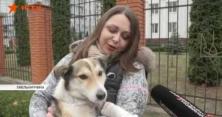 Чиновник із Хмельницького волочив за машиною скривавленого домашнього собаку (відео)