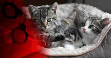 У Вінниці маленьких кошенят пустили на макулатуру: історія неймовірного порятунку (відео)