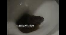 На Дніпропетровщині у багатоповерхівці щур потрапив в туалет через каналізацію (відео)