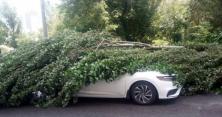 Гроза в Києві: повалено 76 дерев і пошкоджено 86, тополя рухнула прямо на 5-поверхівку (відео)