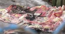На Запоріжжі у пожежі загинули діти, а мати згорьована наклала на себе руки (відео)