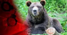 У карпатських лісах побільшало ведмедів, дикі звіри дістались до Івано-Франківська (відео)