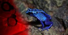 Ритуальна страта до Дня закоханих у зоопарку: назви таргана ім’ям колишнього та згодуй його жабі (відео)