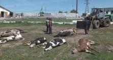На Хмельниччині отруїли сотню корів (відео)