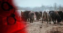 Концтабір для корів: завели справу на власника, чия худоба у мороз ховається по лісосмугах (відео)