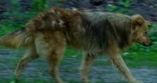 На Вінниччині величезний пес пошматував корову (відео)