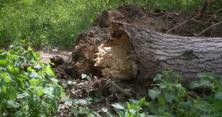 У Черкасах дерево привалило 4-х дітей (відео)