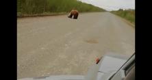 У Росії помітили ведмедя з незвичайним предметом на голові (відео) 