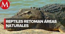 Жахливі наслідки карантину: безлюдний пляж окупували крокодили (відео)