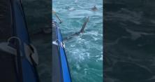 Страшний момент: акула прокусила надувний човен із людьми (відео)