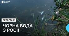 Чорна вода прибула з Росії: у річці Сейм в Батурині запах гнилі та аміаку, мертва риба і бобер (відео)