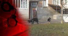 Збирала на вулиці і їла собак: на Житомирщині пенсіонерка перетворила квартиру на катівню для тварин (відео)