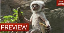 Мавпи оплакали іграшкового родича (відео)