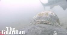 В Австралії черепаха напала на акулу (відео) 