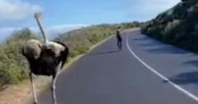 У ПАР страус змагався з велогонщиками (відео) 