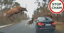 Стрибали і танцювали на авто: BMW врізався у стадо оленів на лісовій дорозі (відео)