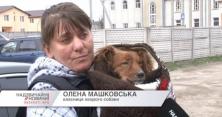 На Житомирщині масово труять собак (відео)