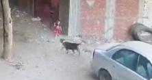 У Бразилії кіт врятував дитину від собаки (відео) 
