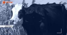 На Херсонщині свійська корова покалічила 8-річну дитину (відео)