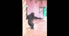 В англійському зоопарку горила станцювала вальс з уявним партнером
