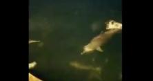 У Босфорі несподівано з'явилися дельфіни (відео) 