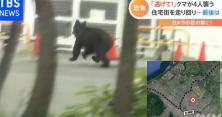 У японському місті застрелили ведмедя, який розгулював вулицями і нападав на людей (відео)
