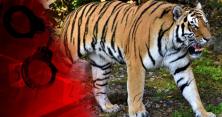 Тигр у зоопарку перегриз горло доглядальнику: всі подробиці (відео)